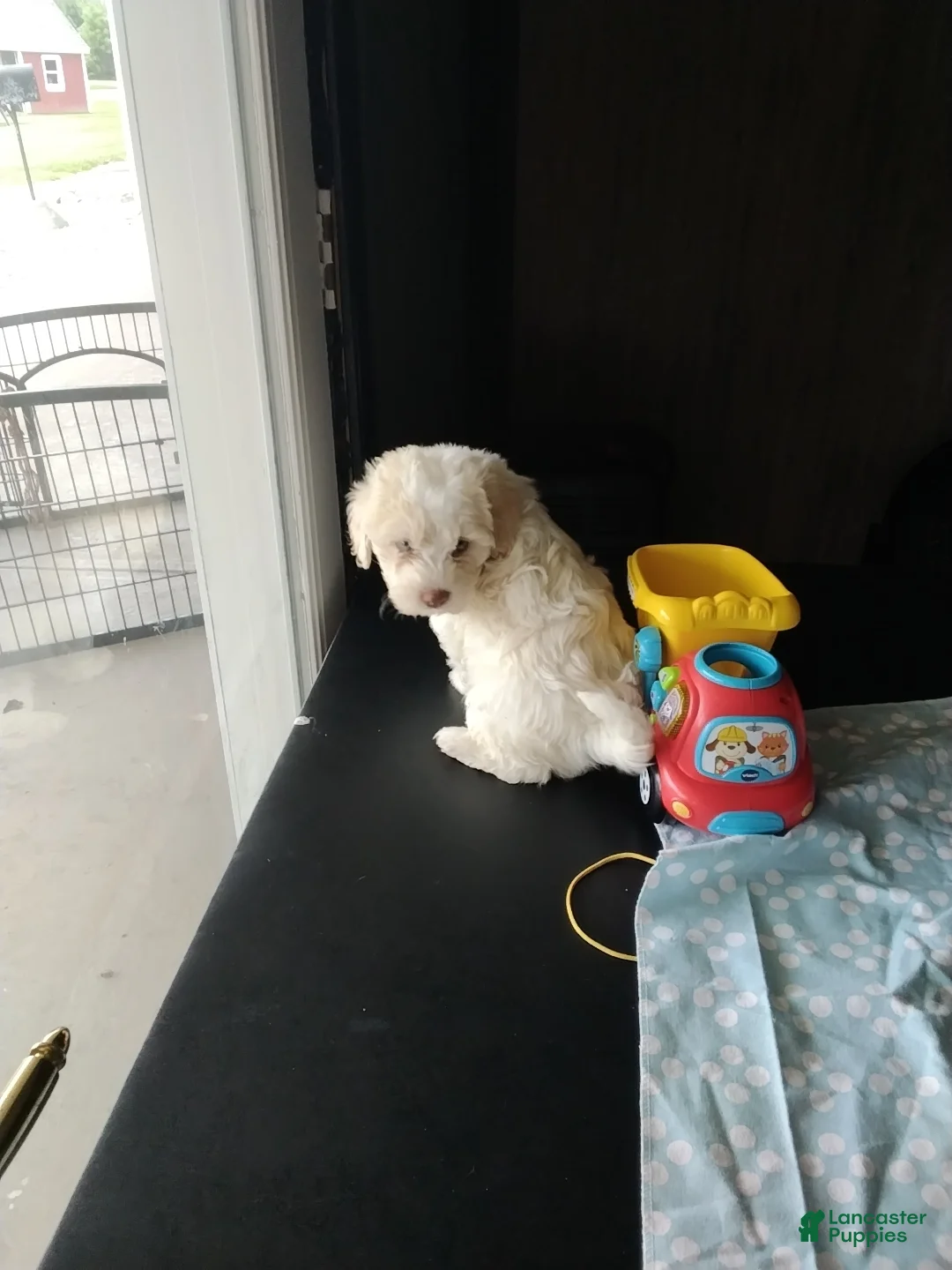 Mixed Breed dogs for sale: Henry - Ad 1