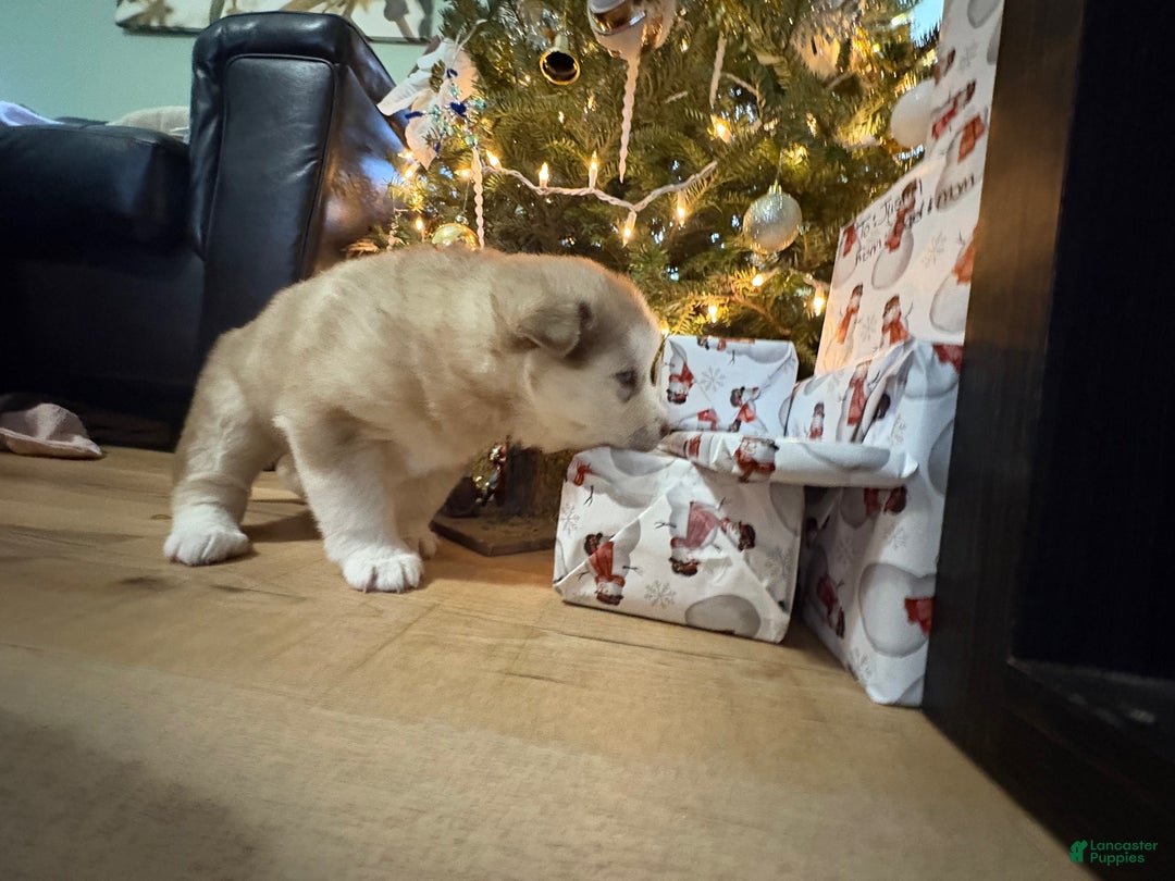 Mixed Breed dogs for sale: Rosie - Ad 6