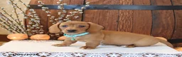 Miniature Dachshund dogs for sale: Scout - Ad 3