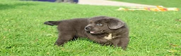 Newfoundland dogs for sale: Durango - Ad 6