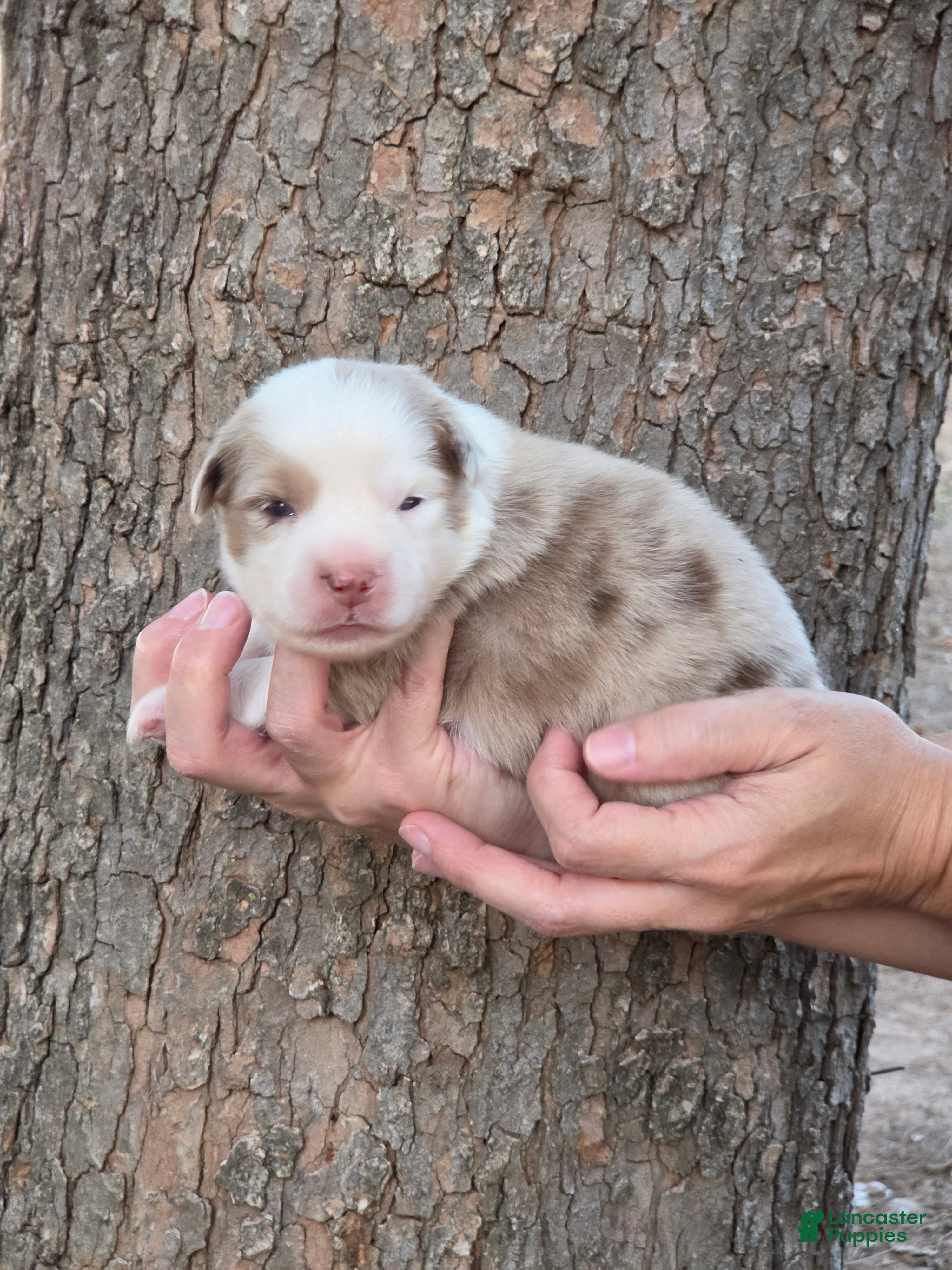 Miniature Australian Shepherd dogs Royal - Ad 23