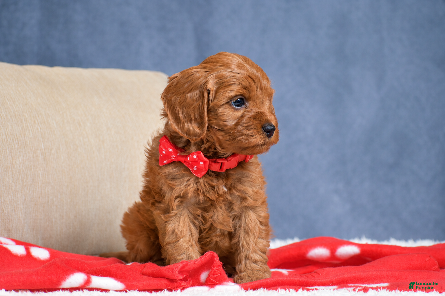 Cavapoo dogs for sale: Faith - Ad 2