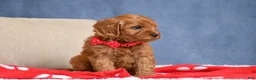Cavapoo dogs for sale: Faith - Ad 2