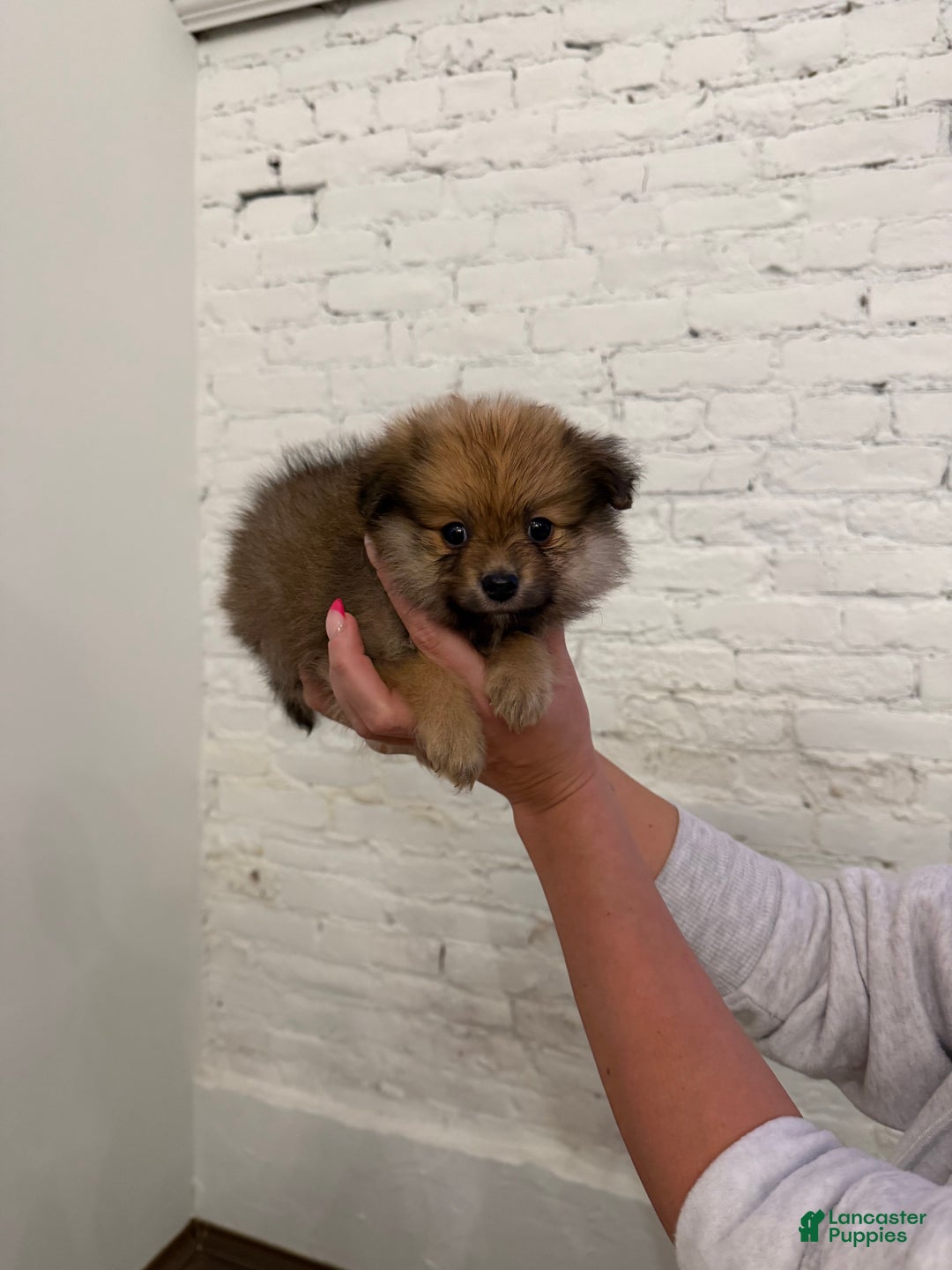 Pomeranian dogs for sale: Teddy Bear - Ad 1