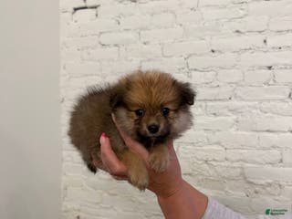 Pomeranian dogs Teddy Bear - Ad 37