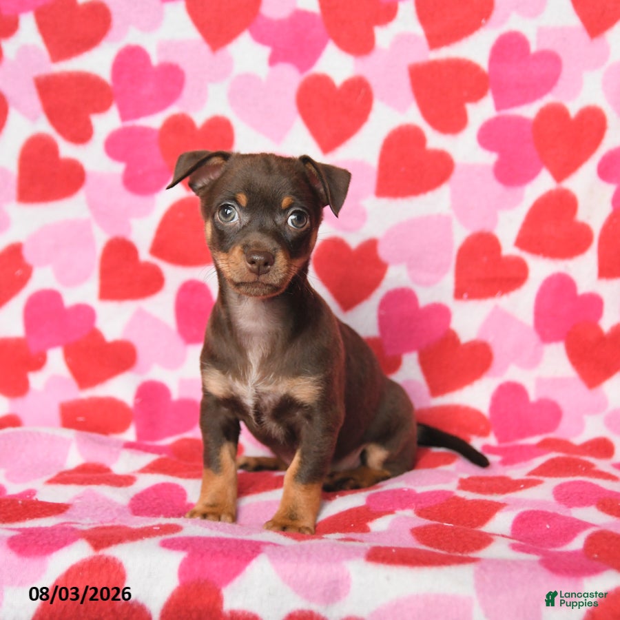 Chihuahua dogs Penny - Ad 1