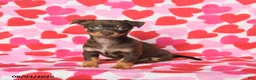 Chihuahua dogs for sale: Penny - Ad 1