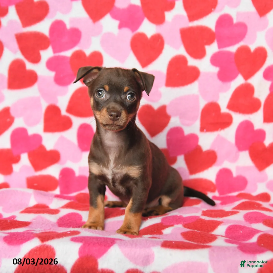 Chihuahua dogs for sale: Penny - Ad 1