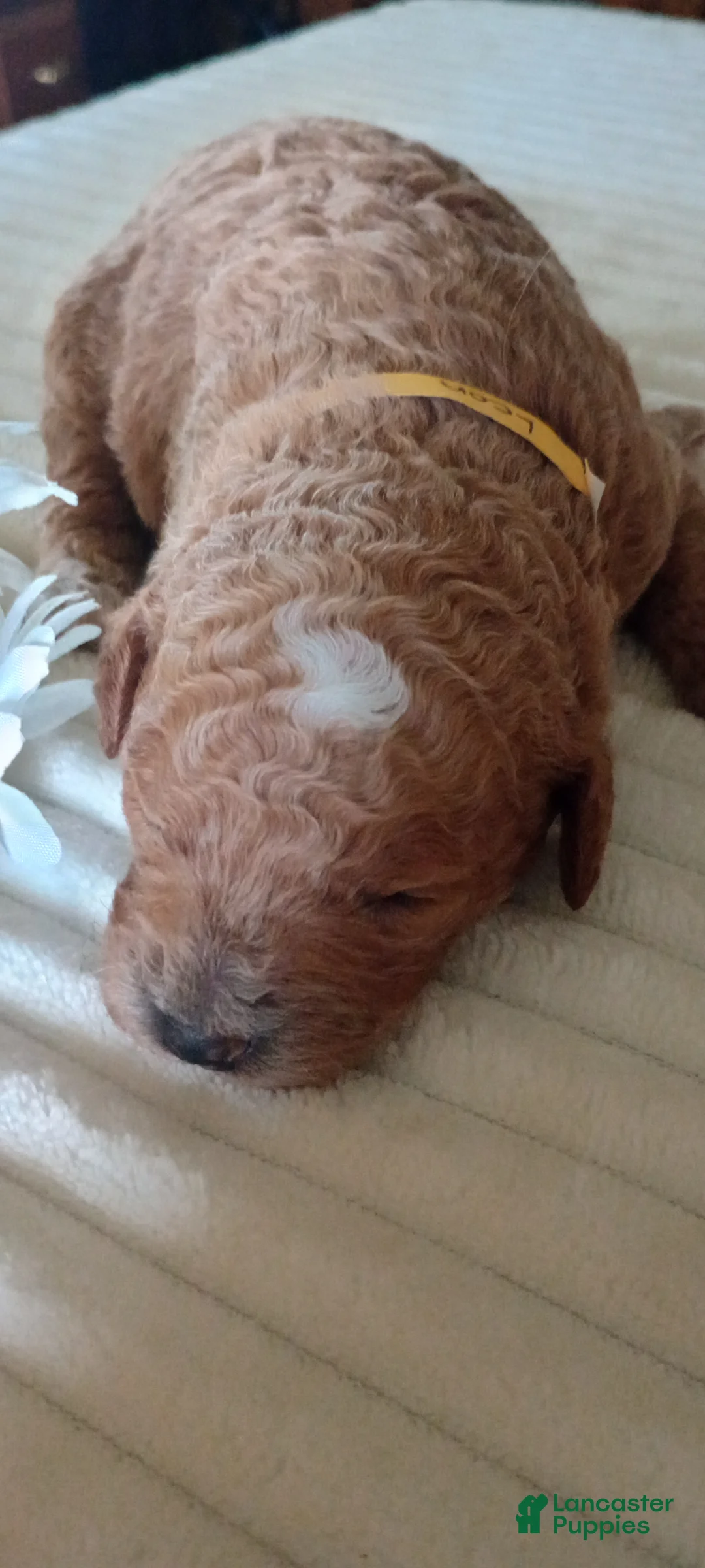 Mini Goldendoodle dogs for sale: Mr. Leon - Ad 4
