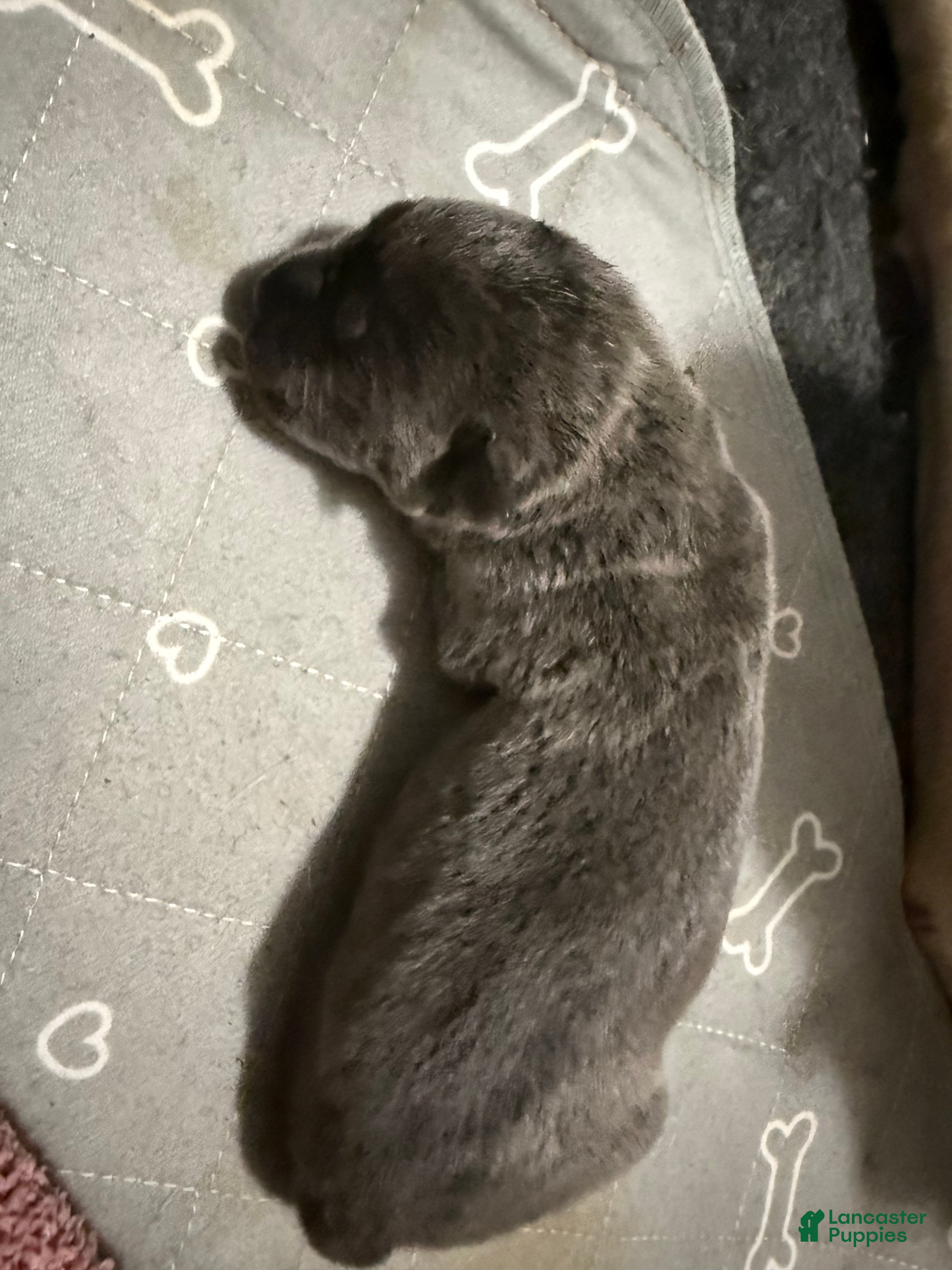 Cane Corso dogs Yukon - Ad 1