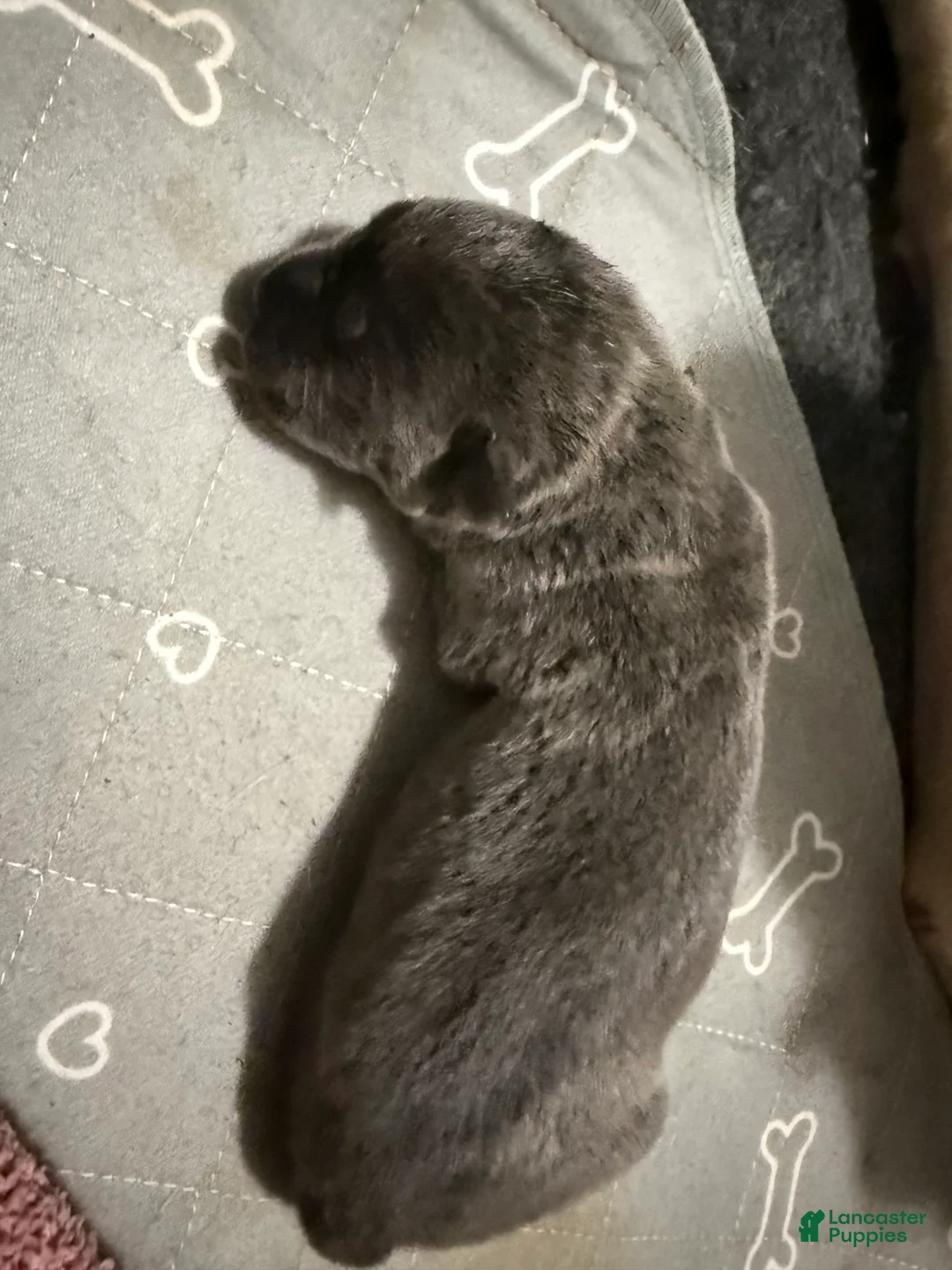 Cane Corso dogs for sale: Yukon - Ad 1