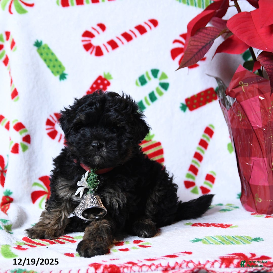 Maltipoo dogs for sale: Socks - Ad 2