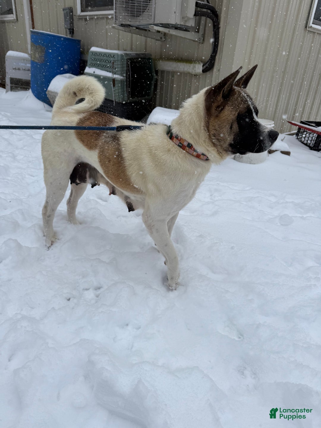 Mixed Breed dogs for sale: Mixed Breed Puppy 1 - Ad 4