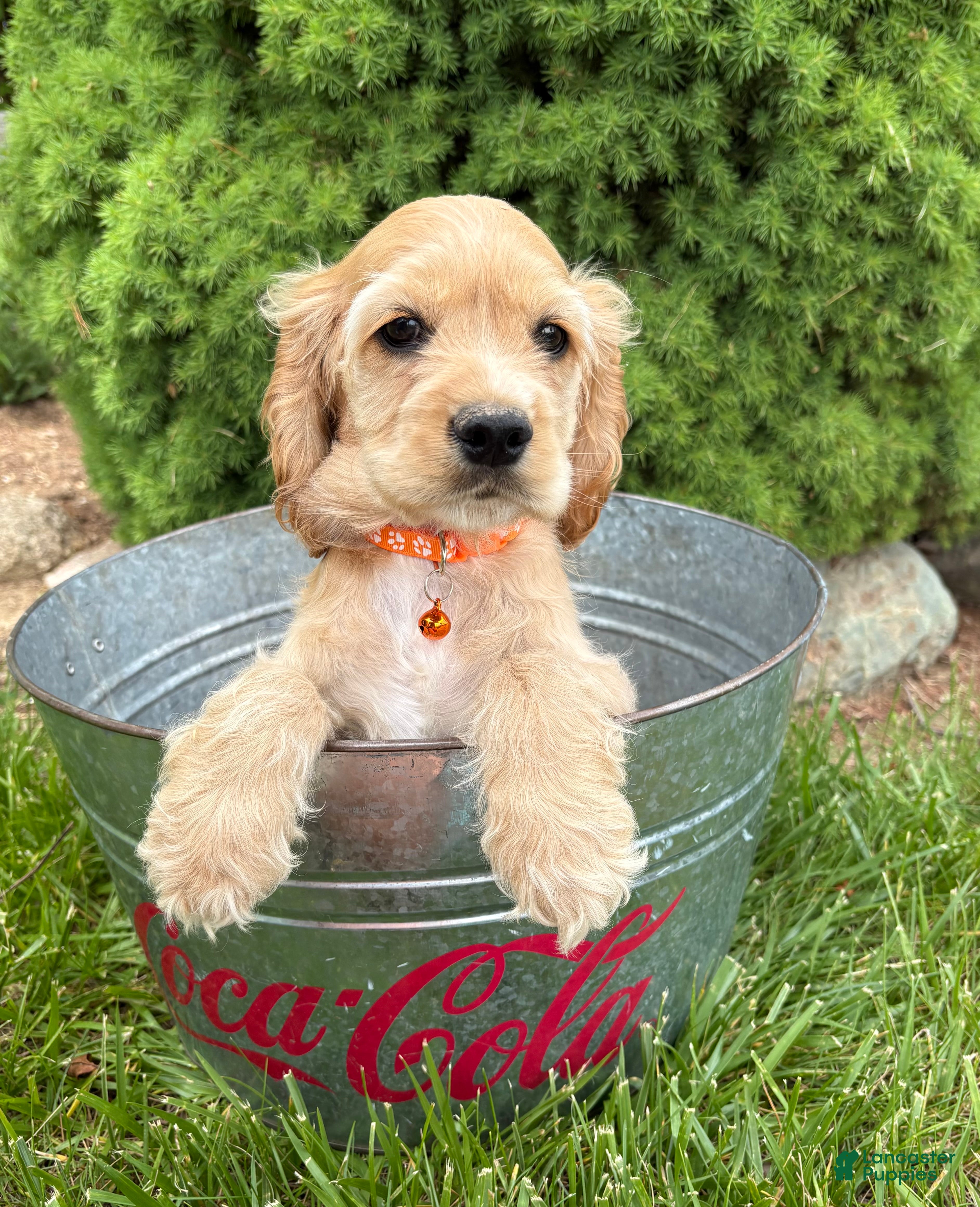 Cocker Spaniel dogs Jimmy - Ad 2