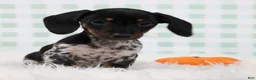 Miniature Dachshund dogs for sale: Sylvie 🍓 - Ad 2
