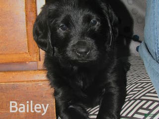 Labradoodle dogs Bailey - Ad 11