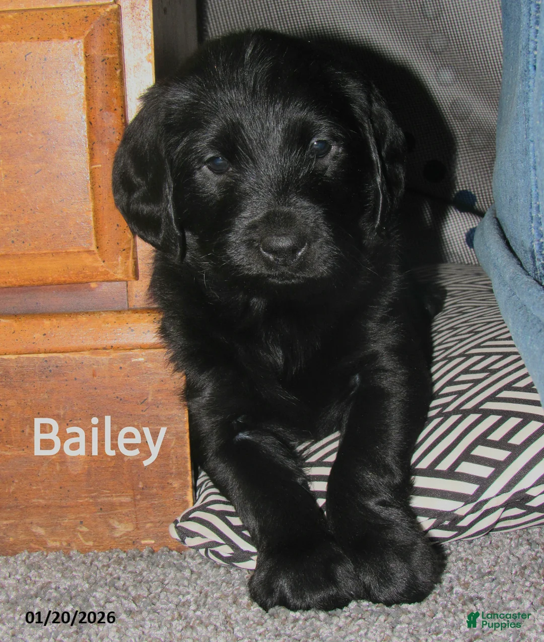 Labradoodle dogs for sale: Bailey - Ad 4
