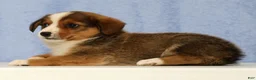 Mixed Breed dogs for sale: Dimple - Ad 4
