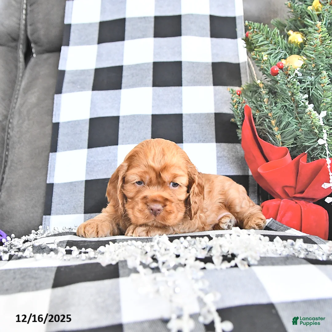 Cocker Spaniel dogs for sale: Aspen - Ad 3