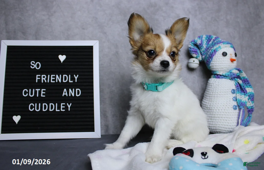 Papillon dogs for sale: Nick  - Ad 15