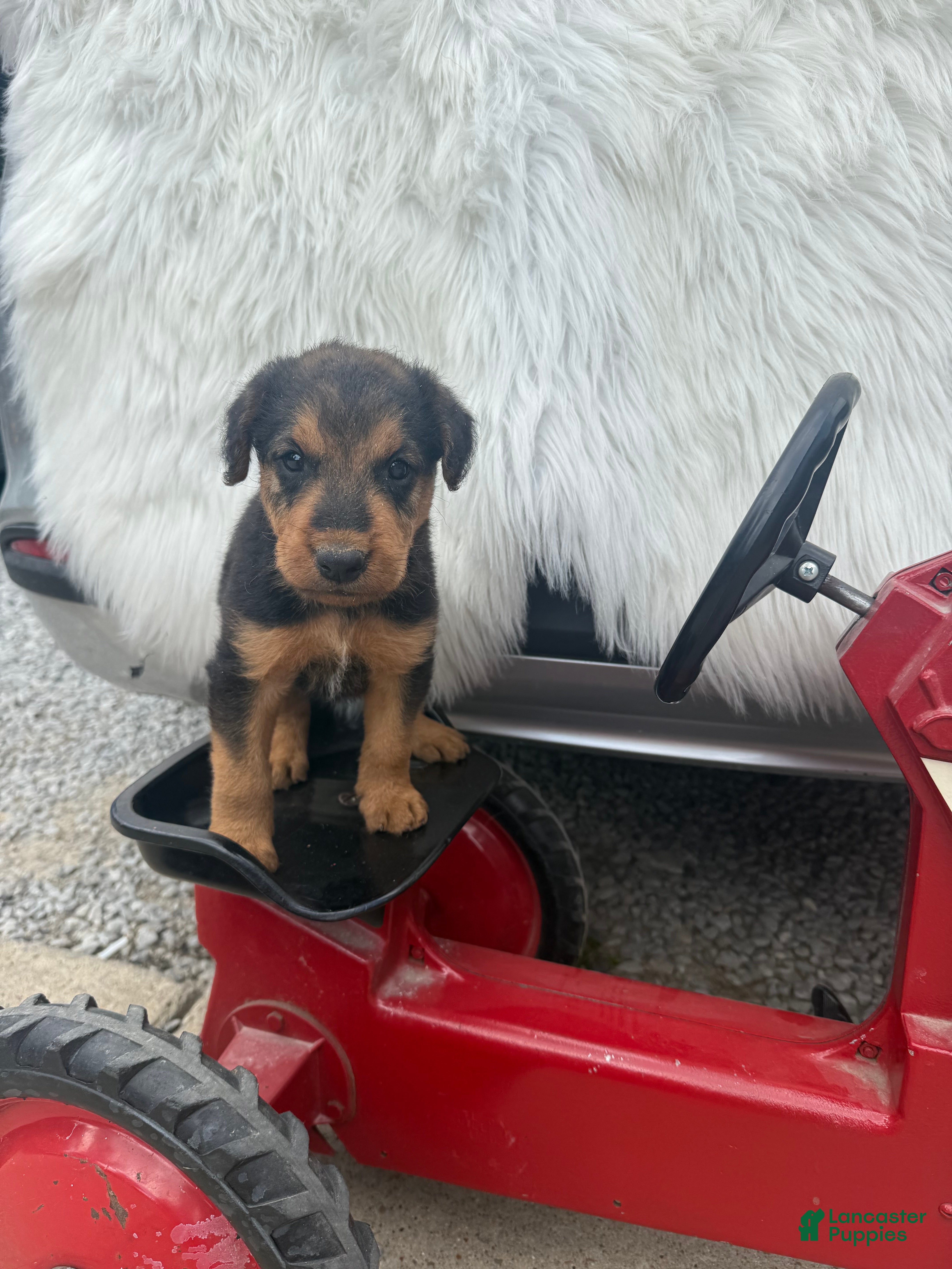 Airedale Terrier dogs AKC Zander Special Needs  - Ad 1