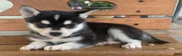 Alaskan Klee Kai dogs for sale: Slate - Toy Size Mini Husky Boy - Ad 8