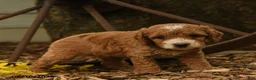 Goldendoodle dogs for sale: Oliver - Ad 3