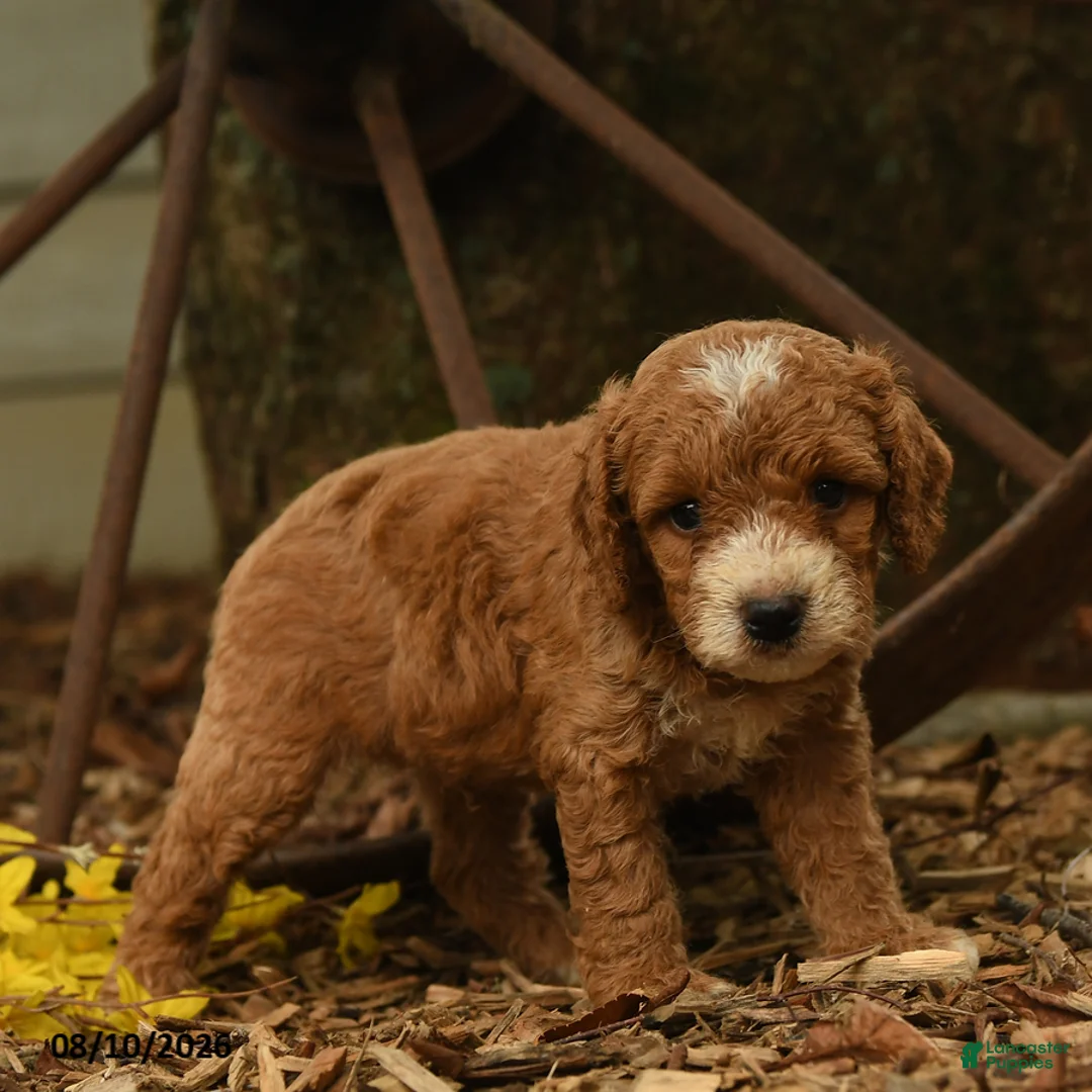 Goldendoodle dogs for sale: Oliver - Ad 3