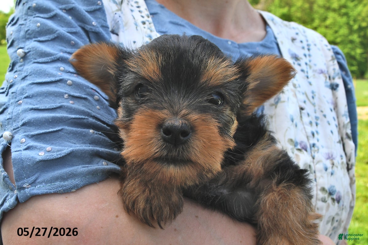 Yorkshire Terrier dogs Ebony - Ad 2