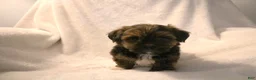 Shorkie dogs for sale: Bear - Ad 5