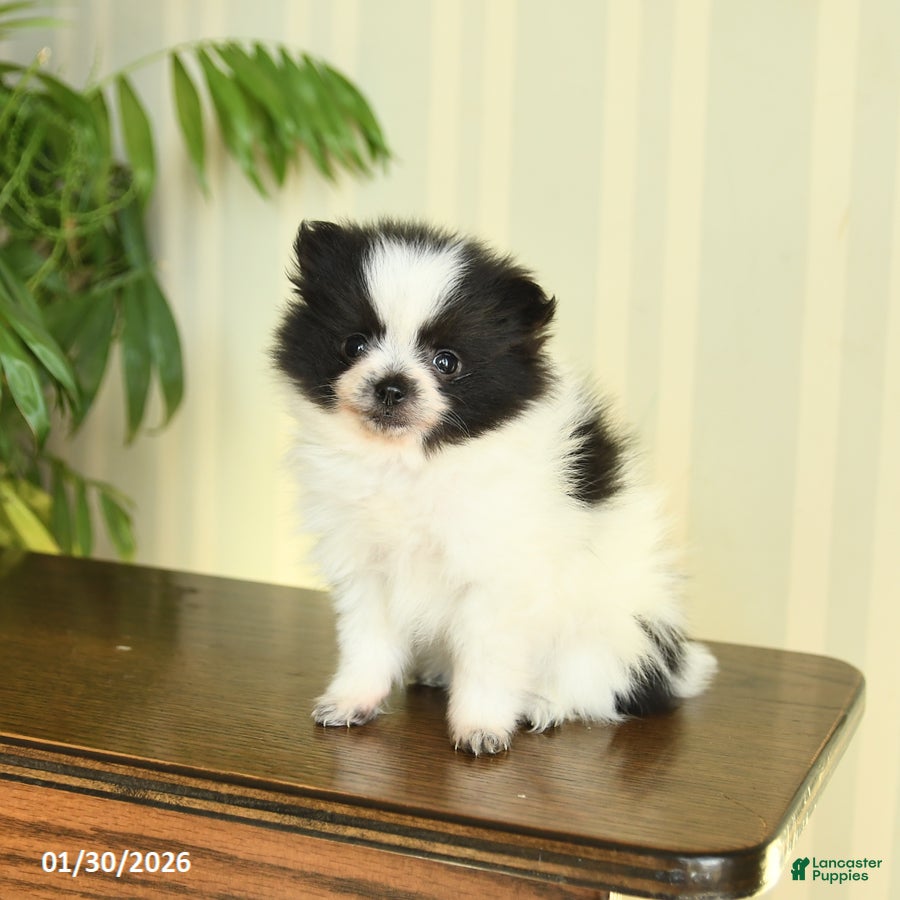 Pomeranian dogs Clara - Ad 21