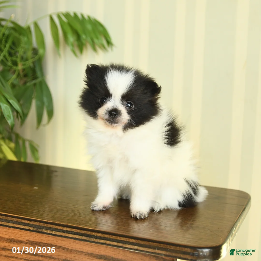 Pomeranian dogs for sale: Clara - Ad 1