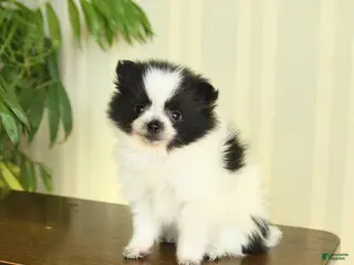 Pomeranian dogs Clara - Ad 21