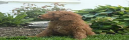 Mini Goldendoodle dogs for sale: Norman - Ad 4