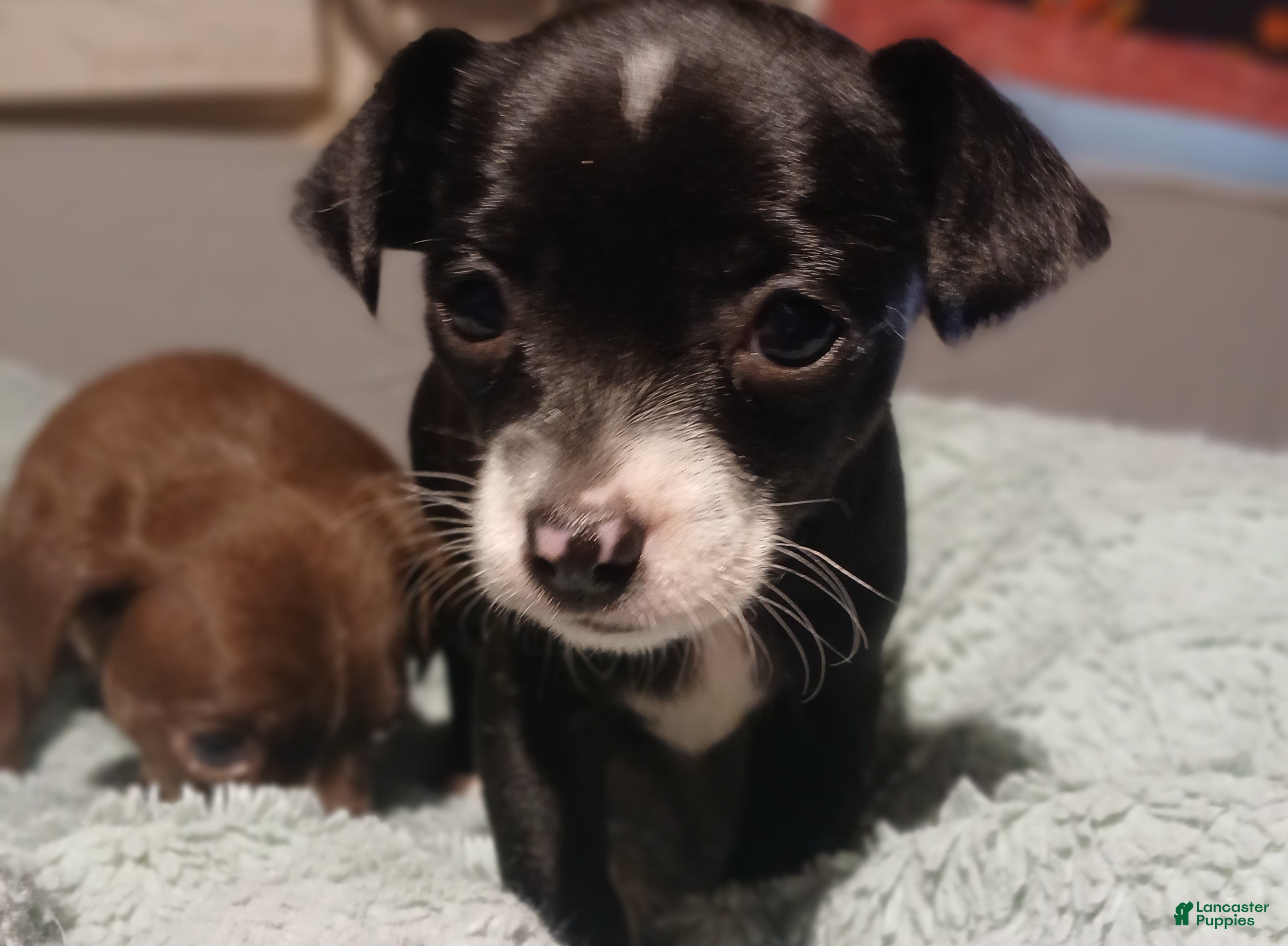 Chihuahua dogs Lacey,      Chihuahua Puppy 2 - Ad 1