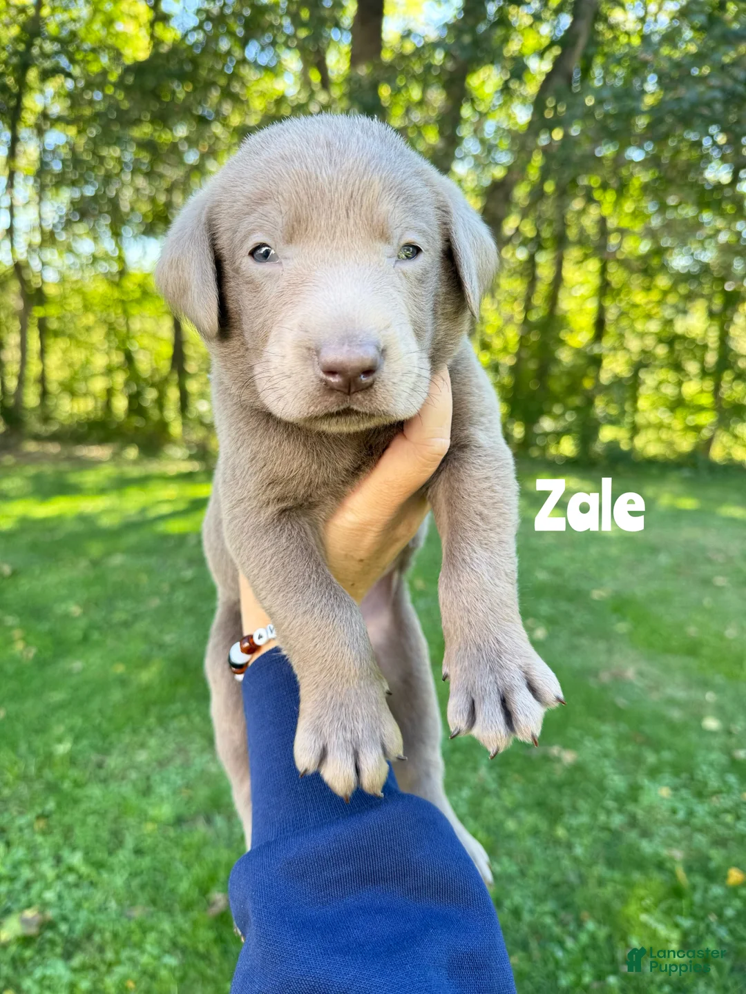 Labrador Retriever dogs for sale: Zale - Silver Male - Ad 2