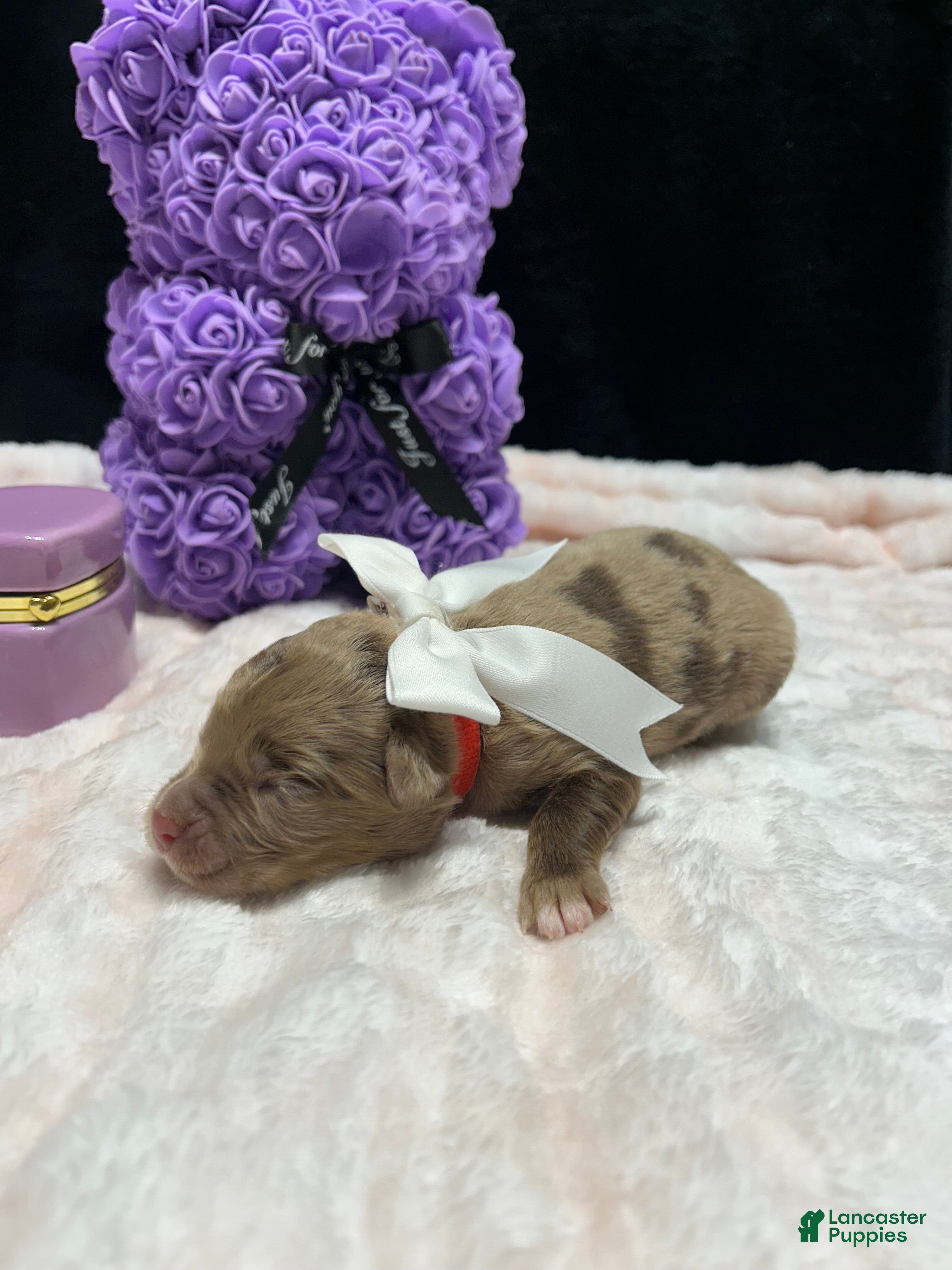 Mixed Breed dogs strawberry  - Ad 11