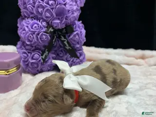 Mixed Breed dogs strawberry - Ad 14