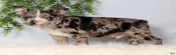 Frenchton dogs for sale: Tornado - Ad 4