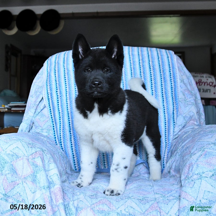 Akita dogs Sparkle - Ad 1