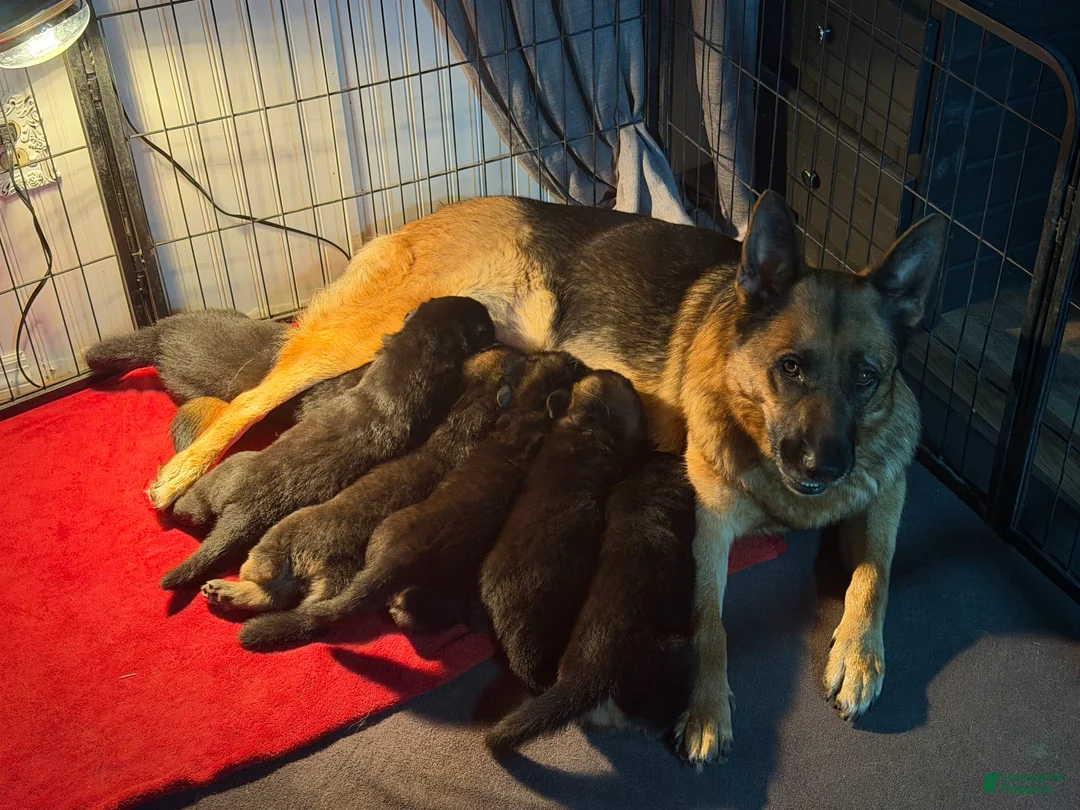 German Shepherd dogs for sale: German Shepherd Puppy 4 - Ad 7