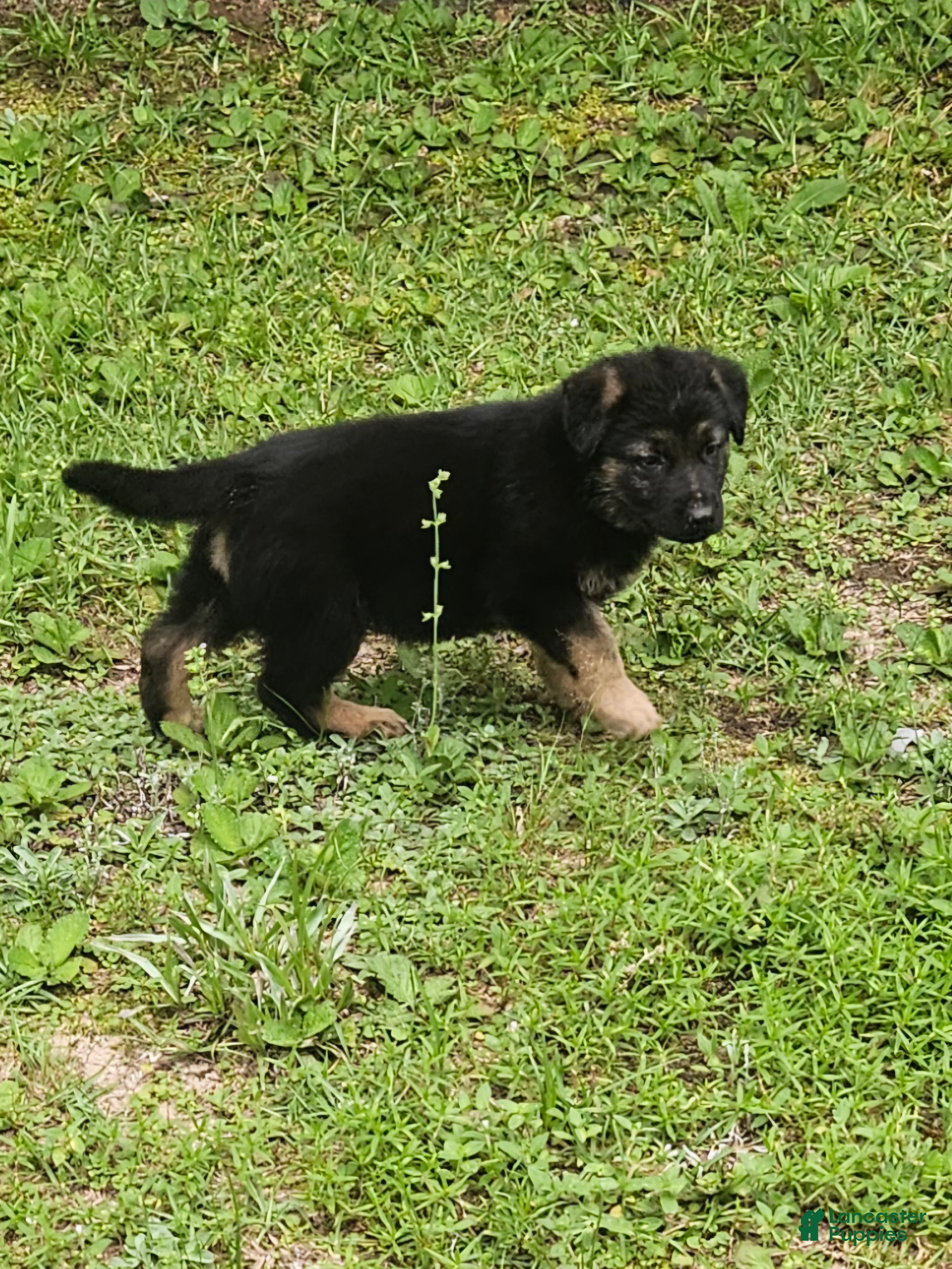 German Shepherd dogs German Shepherd 3 - Ad 21