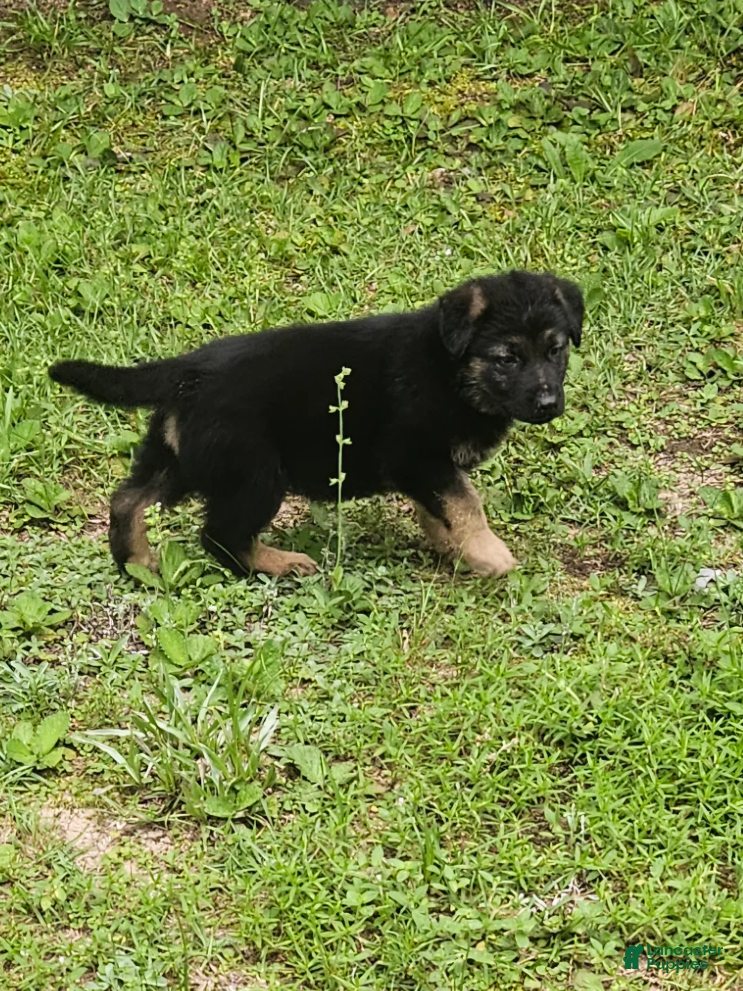 German Shepherd dogs for sale: German Shepherd 3 - Ad 1