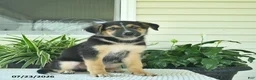 Mixed Breed dogs for sale: Rocky  - Ad 3