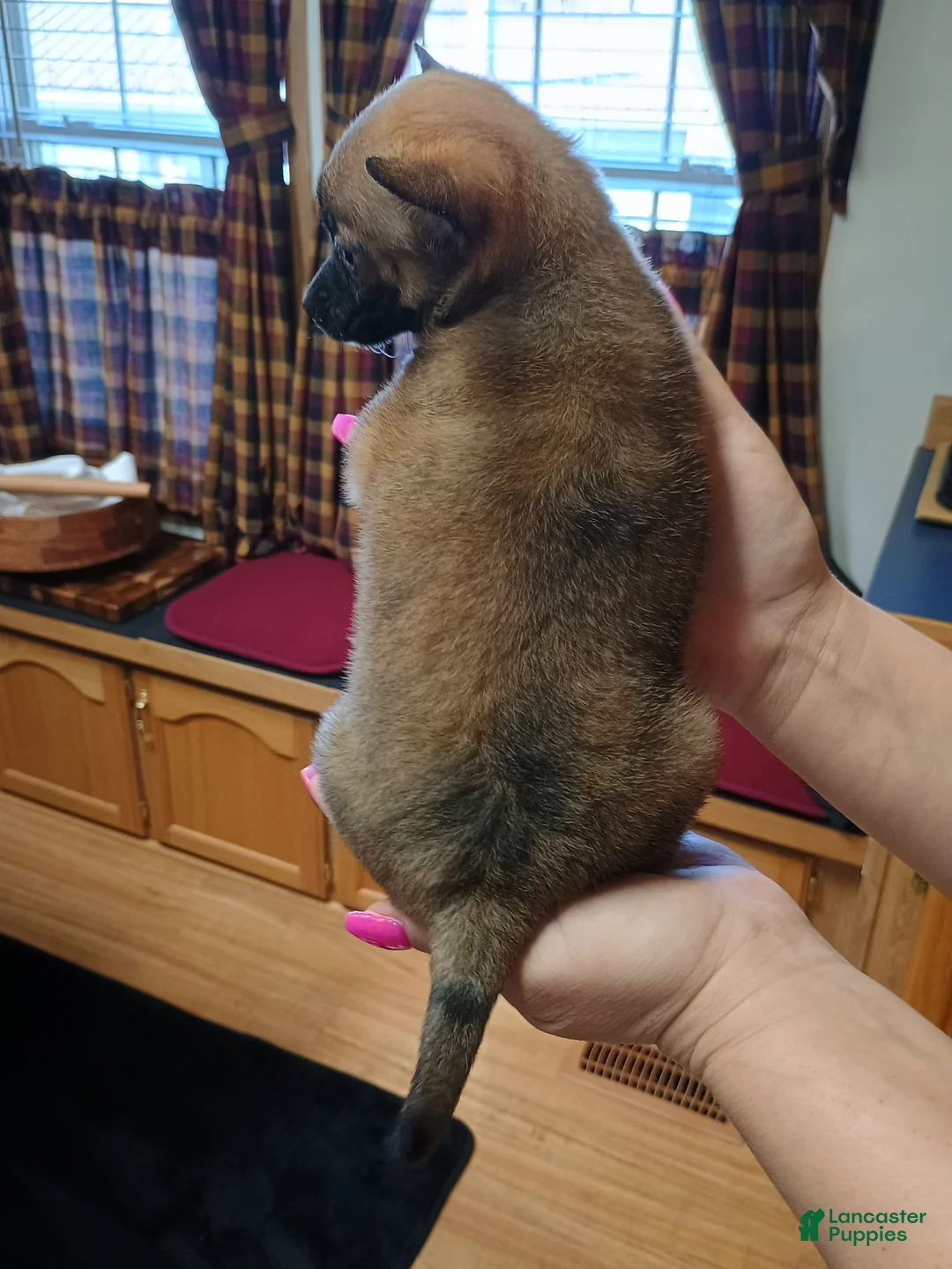 Mixed Breed dogs for sale: Rico - Ad 9