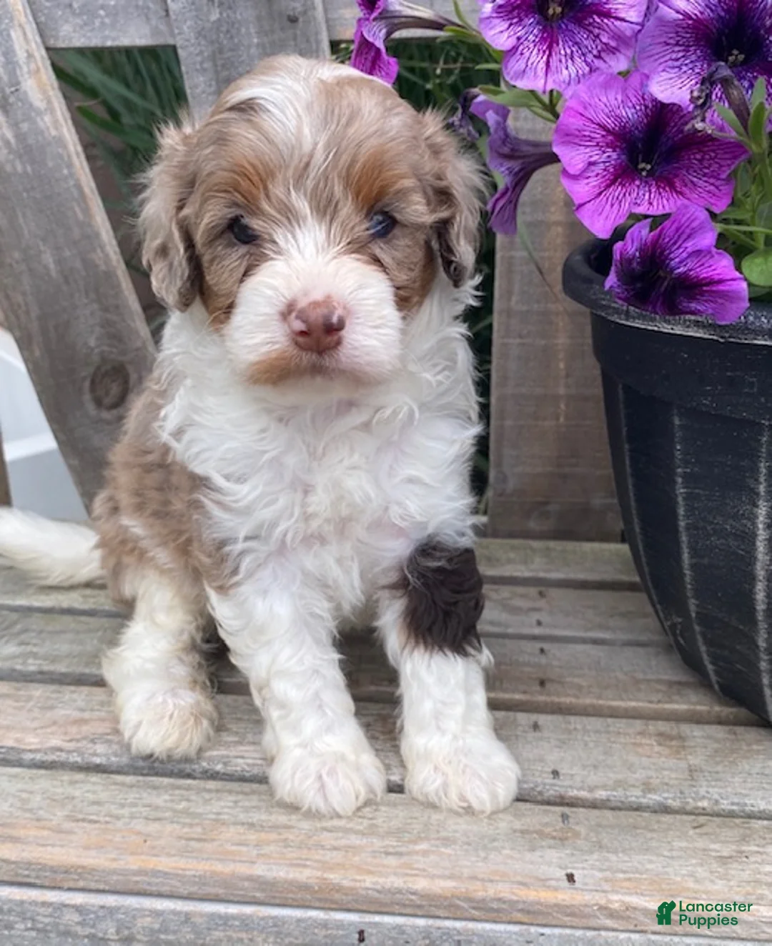 Cavapoo dogs for sale: Leo - Ad 1