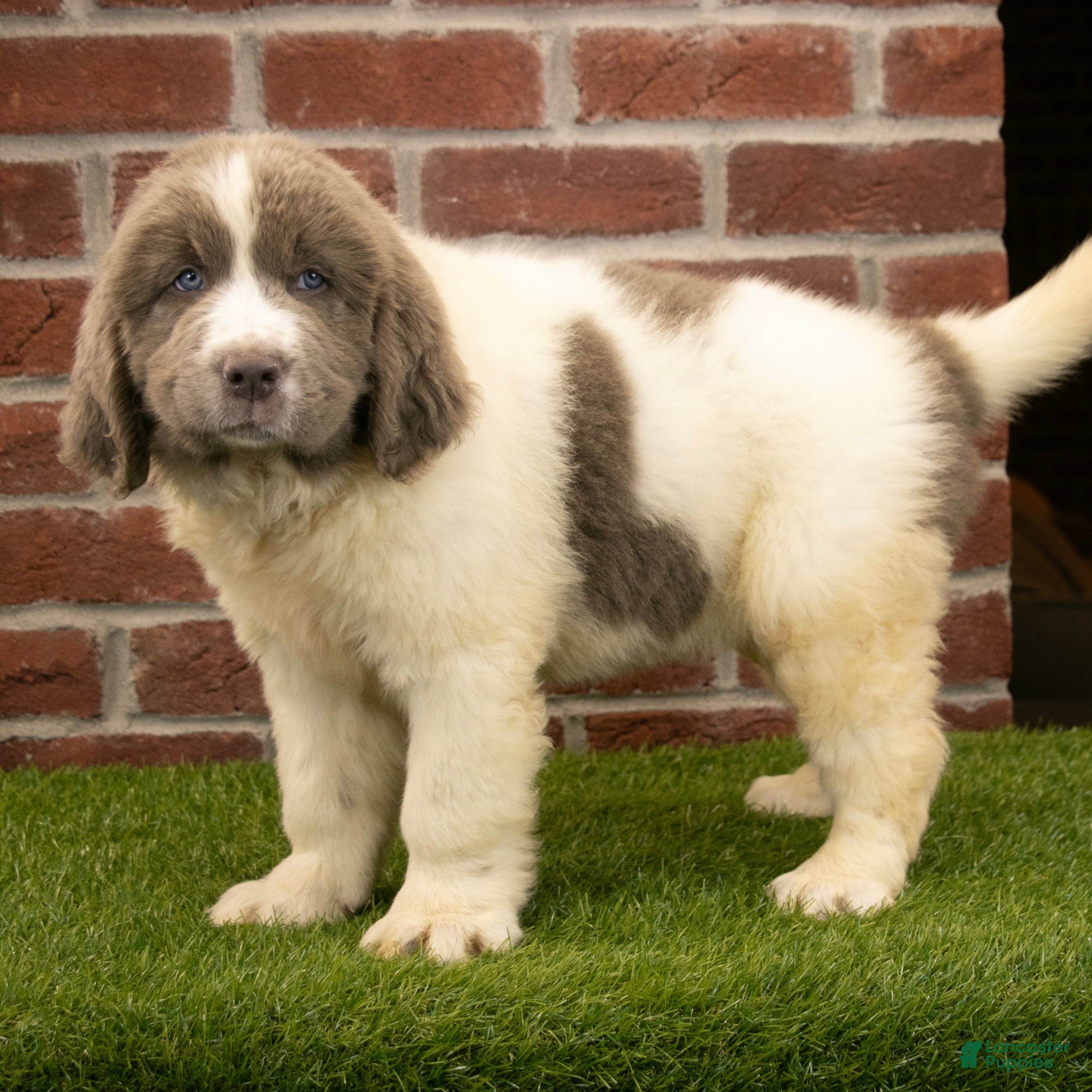 Newfoundland dogs Mason - Ad 1