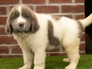 Newfoundland dogs for sale: Mason - Ad 1