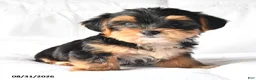 Yorkshire Terrier dogs for sale: Amos - Ad 4