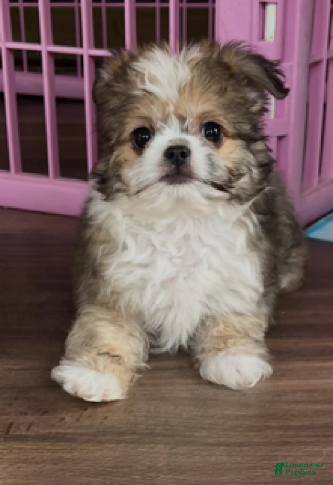 Mixed Breed dogs for sale: Milo - Ad 2